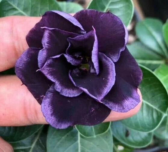 Dark purple desert rose flower bloom with layered petals and dark center
