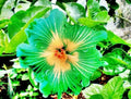 Green hibiscus flower with yellow center and orange-red stamens