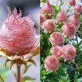 Prairie smoke native wildflower seed heads with pink fuzzy pods on green stems