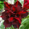 Dark red desert rose (Adenium) flower with ruffled petals and layered petals