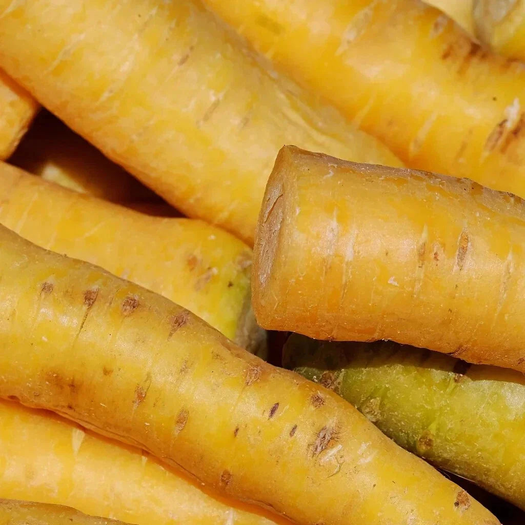 Solar yellow carrot roots, tapered and ridged, with cut end visible