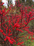 Winterberry bush with dense clusters of bright red berries on branches