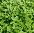 Globe basil plant with dense clusters of bright green leaves