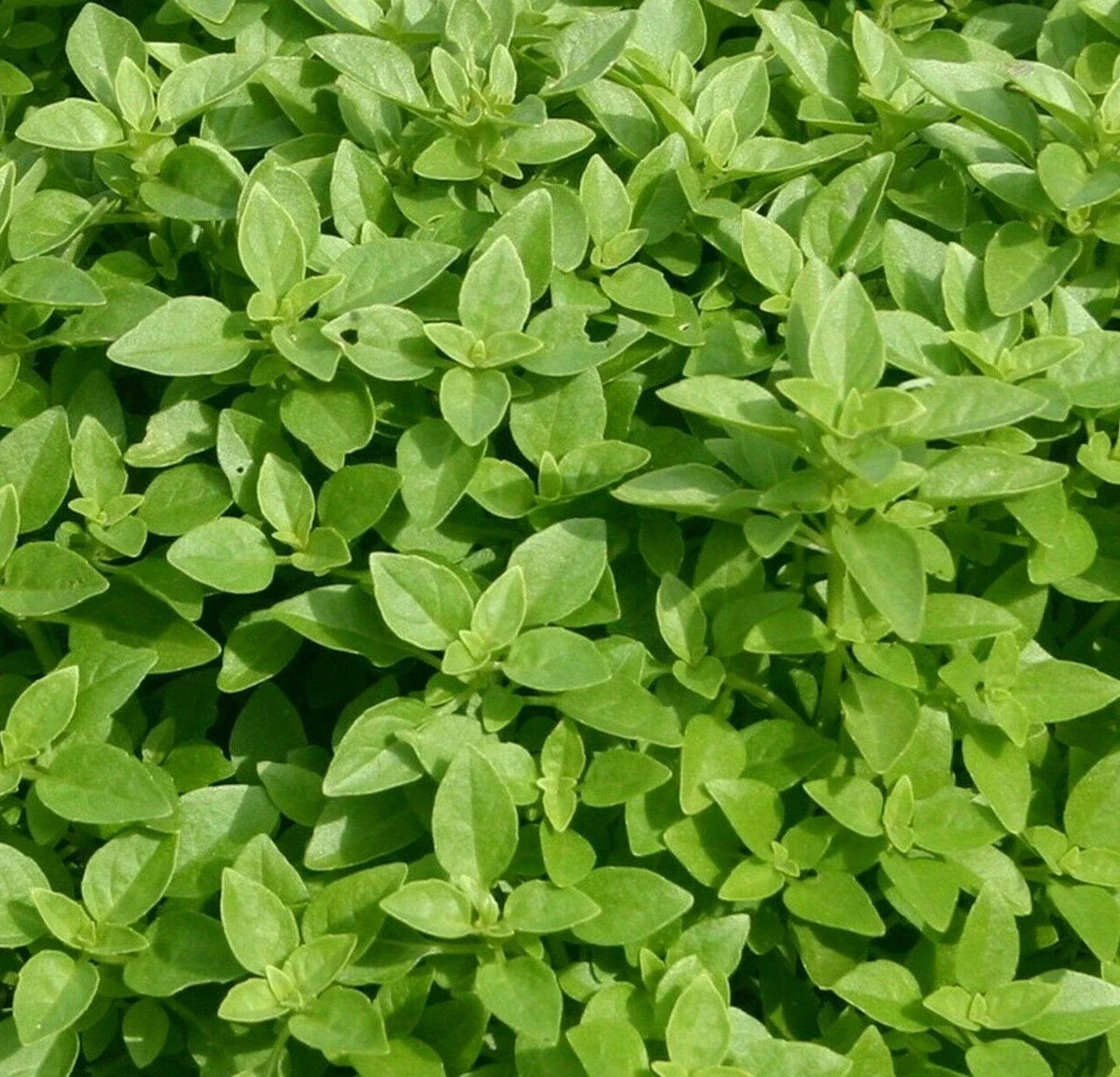 Globe basil plant with dense clusters of bright green leaves
