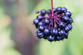Siberian ginseng plant berry cluster with dark purple-black drupes