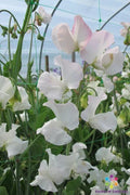 White and pale pink sweet pea flowers on green climbing vines