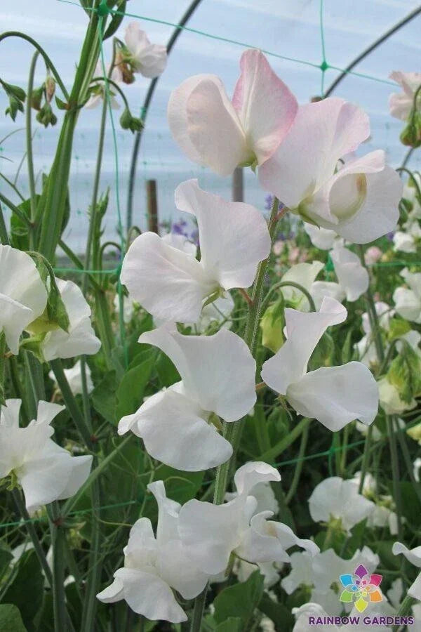 White and pale pink sweet pea flowers on green climbing vines