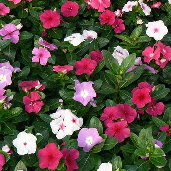 Flowering annual flower mix with pink and white blossoms and green leaves