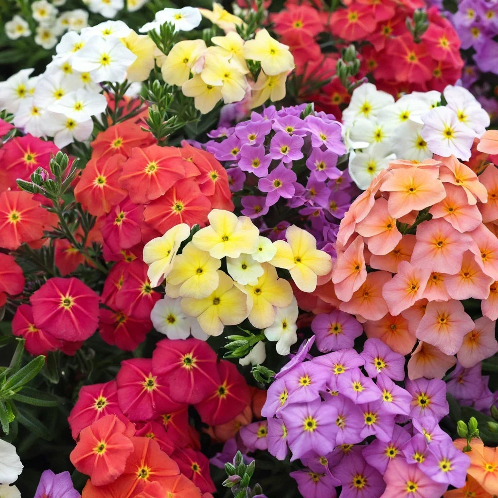 Perennial phlox flower clusters in pink, purple, red, and white