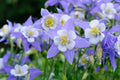 Colorado blue columbine wildflowers with blue-purple petals and yellow centers