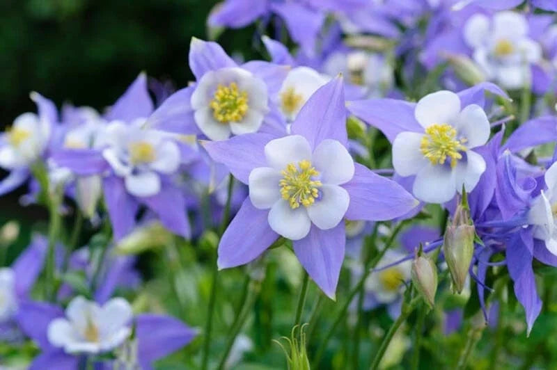 Colorado blue columbine wildflowers with blue-purple petals and yellow centers