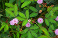 Sleeping grass plant with fern-like leaves and pink pom-pom flowers
