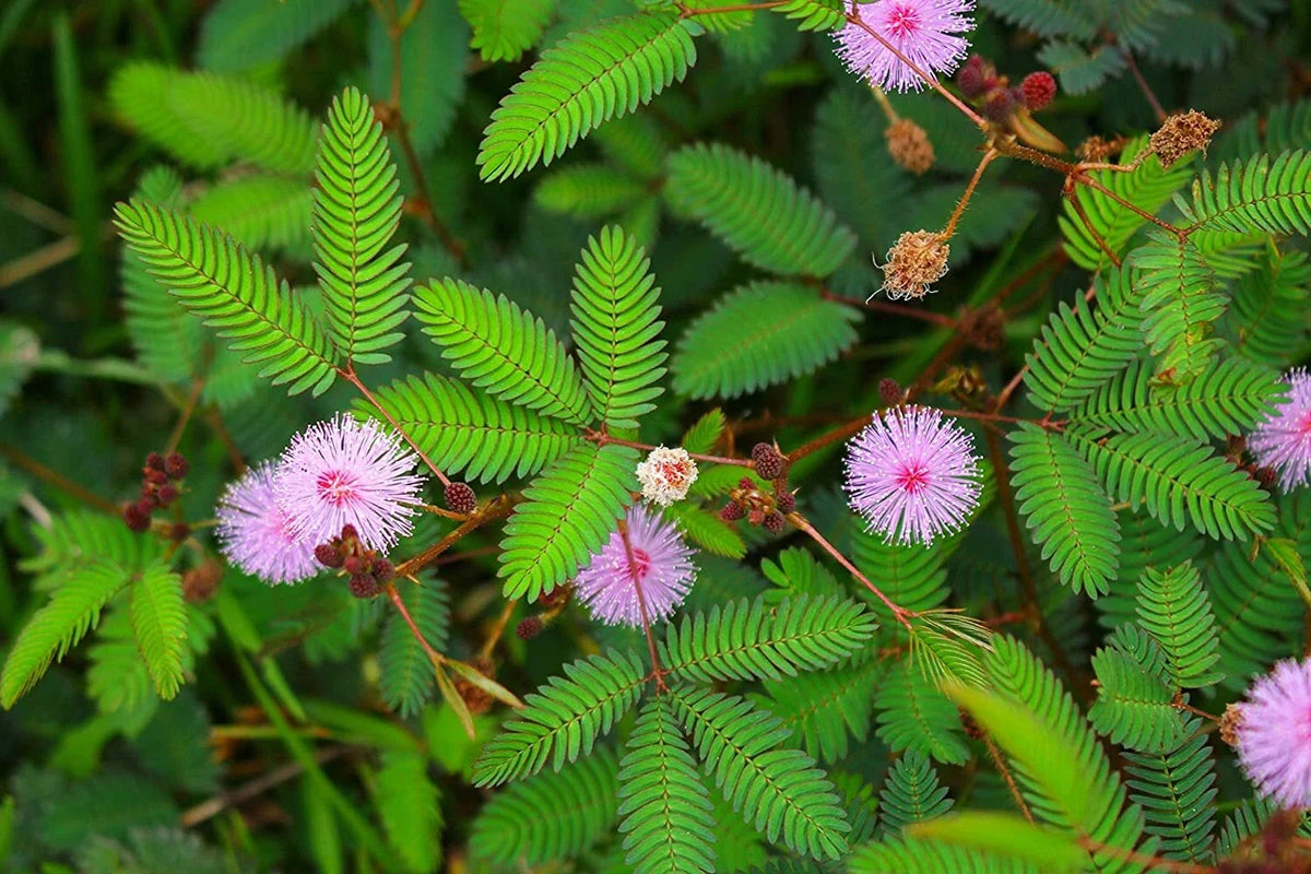 Sleeping grass plant with fern-like leaves and pink pom-pom flowers