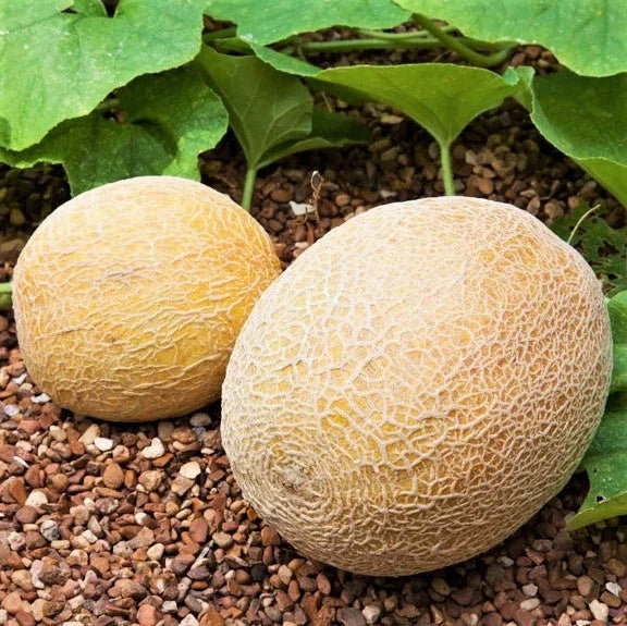 Honey Rock cantaloupe melons with light orange netted rinds on soil