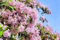Flowering shrub branches with clusters of light pink blossoms and green leaves