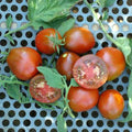 Black truffle tomatoes, red-orange heirloom, whole and sliced