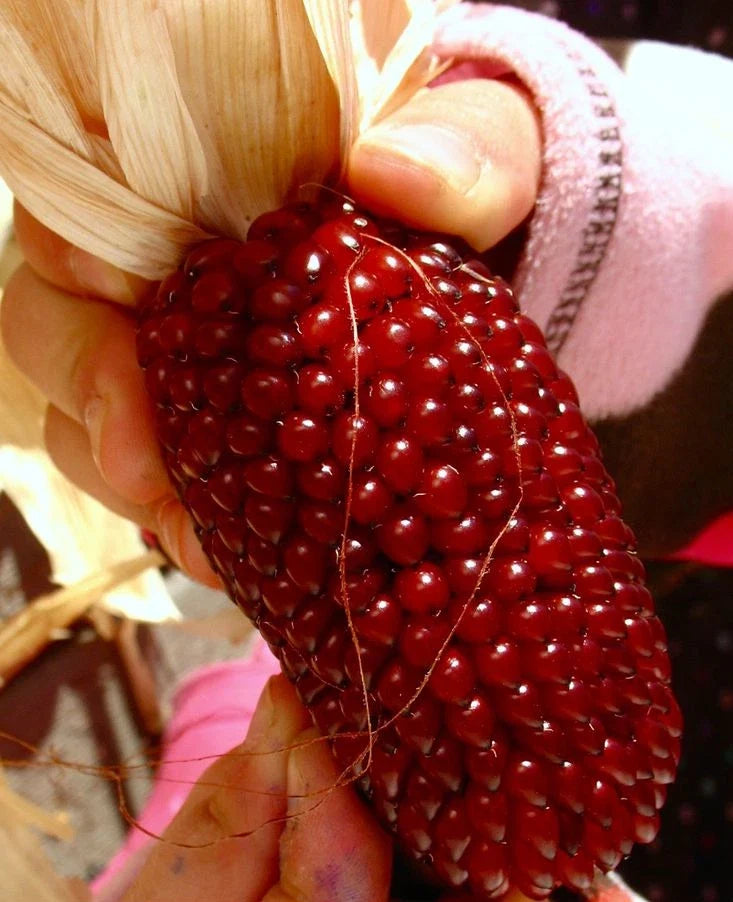 Red sweet popcorn corn cob with glossy kernels held in hands