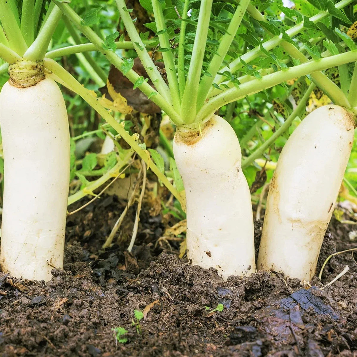 Fresh winter white daikon radishes with green tops growing from soil
