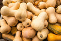 Butternut squash gourds with light tan skin and rounded necks