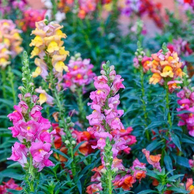 Antirrhinum (snapdragon) flower seeds pack with pink and yellow blooms