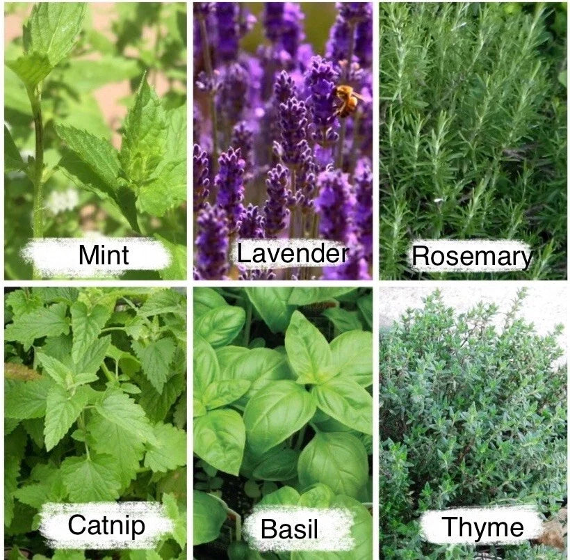 Aromatic herb seed pack showing mint, lavender, rosemary, catnip, basil, and thyme plants