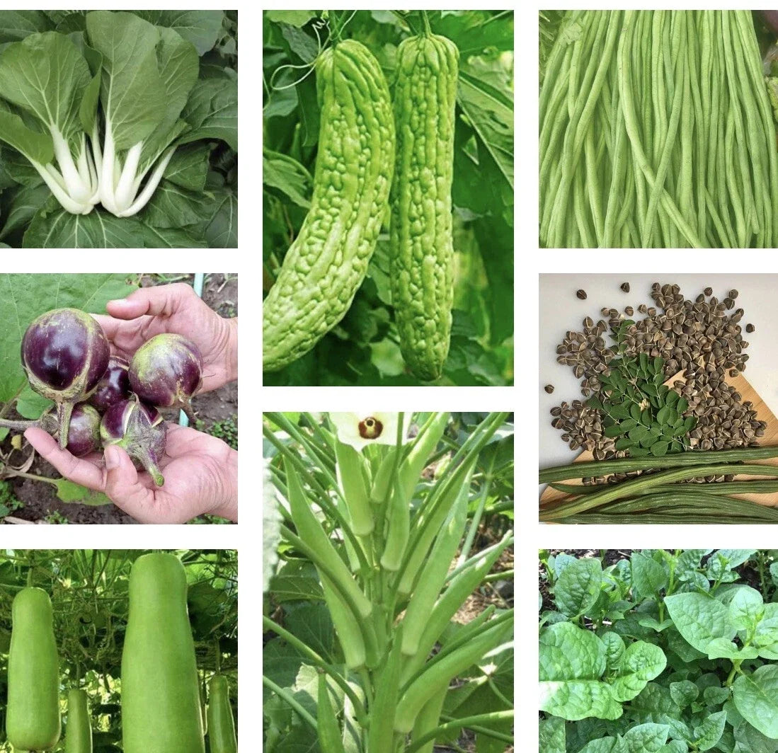 Asian vegetable seeds variety pack with leafy greens, pea pods, bulbs, and gourds