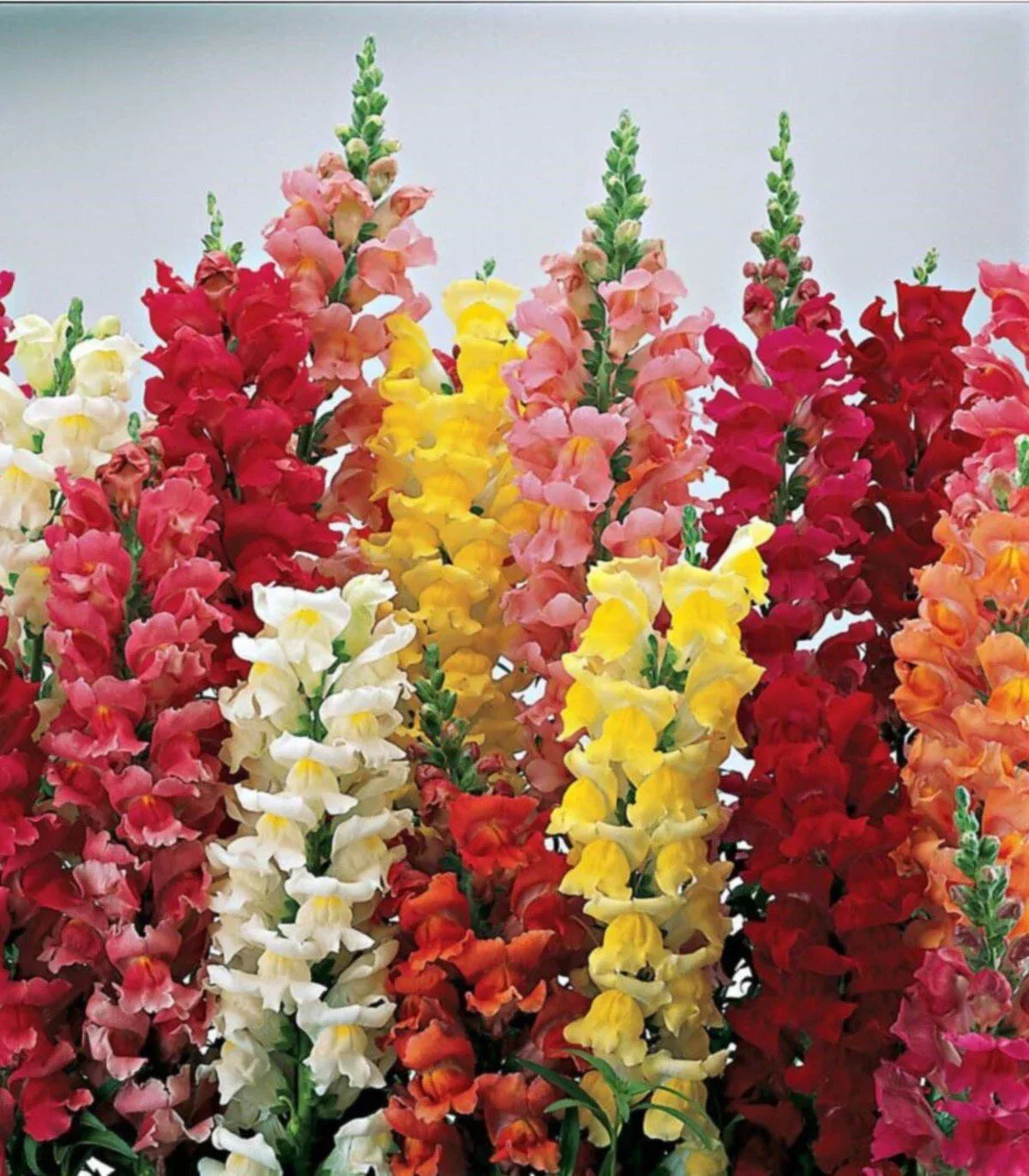 Snapdragon Seeds MAXIMUM Mix 250+ Bright Colors Antirrhinum majus Flower Seeds for Garden, Borders, Cut Flowers