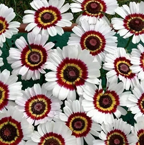 Painted daisy flower seeds, 100 pack, white petals with maroon center rings.