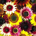 Rainbow mix sunflower seeds with multicolored flower heads: yellow, pink, burgundy.