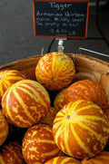 Tiger melon fruit with yellow-orange skin and bold orange stripes