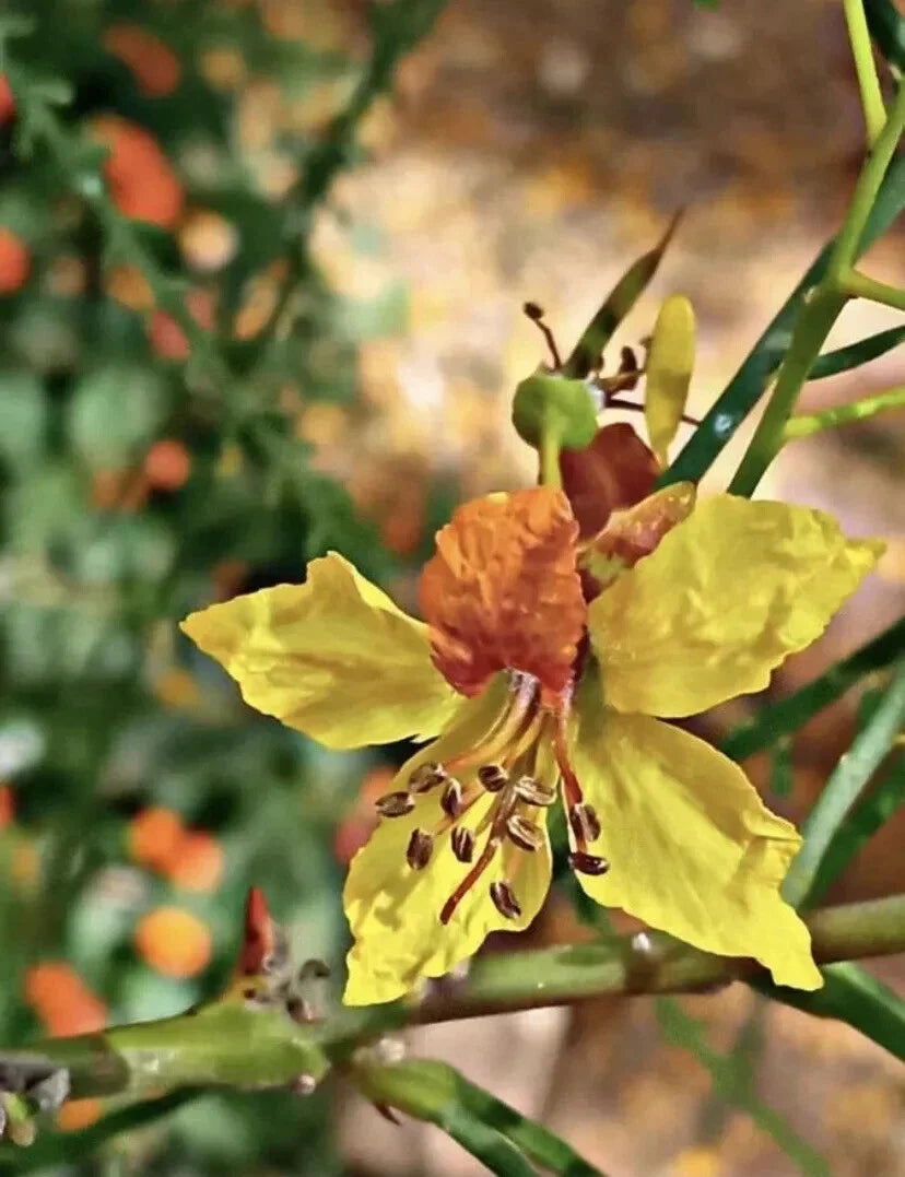 Mexican palo verde tree flower with yellow petals and green stems