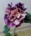 Purple and cream desert rose flower with ruffled petals