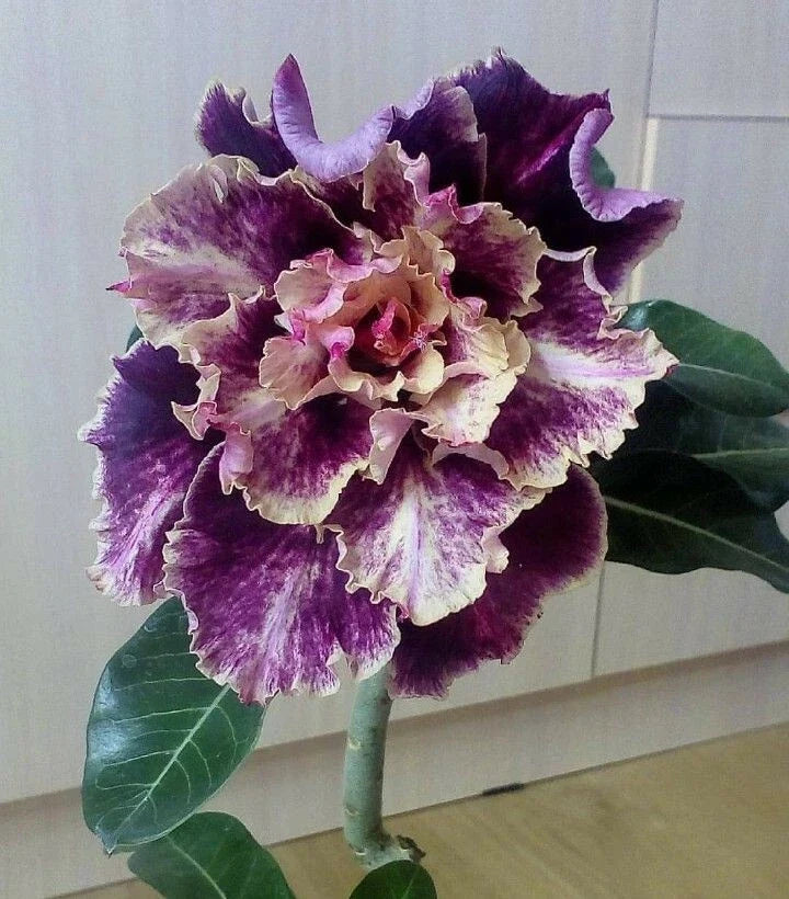Purple and cream desert rose flower with ruffled petals