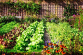 Lush vegetable garden bed with leafy greens and assorted colorful flowers