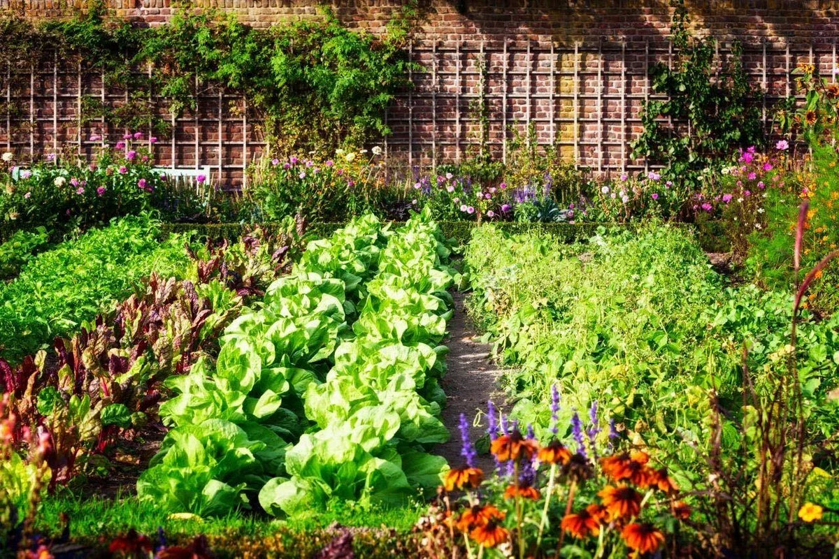 Lush vegetable garden bed with leafy greens and assorted colorful flowers