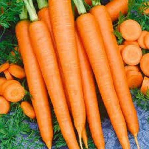 Fresh orange carrots with leafy tops, heirloom variety
