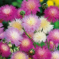 Centaurea flower seeds with pink, purple, and white spiky blooms on green stems