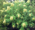 Chinese sumac tree with dense clusters of feathery green leaves