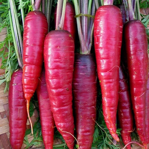 Fresh red-purple carrot roots with leafy stems, heirloom vegetable produce for gardening
