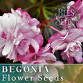 Pink and white begonia flower blooms with seed packet