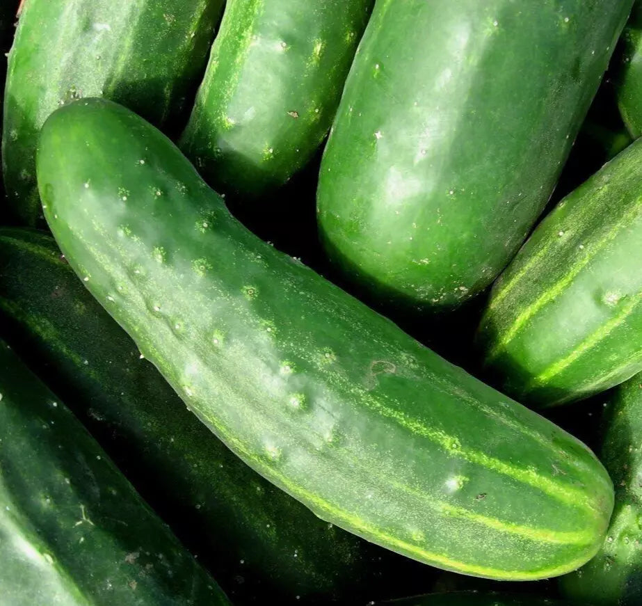 Fresh green cucumbers, close-up of sliced and whole cucumbers
