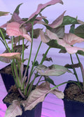 Syngonium houseplant in 4-inch pot with pink and green arrowhead leaves