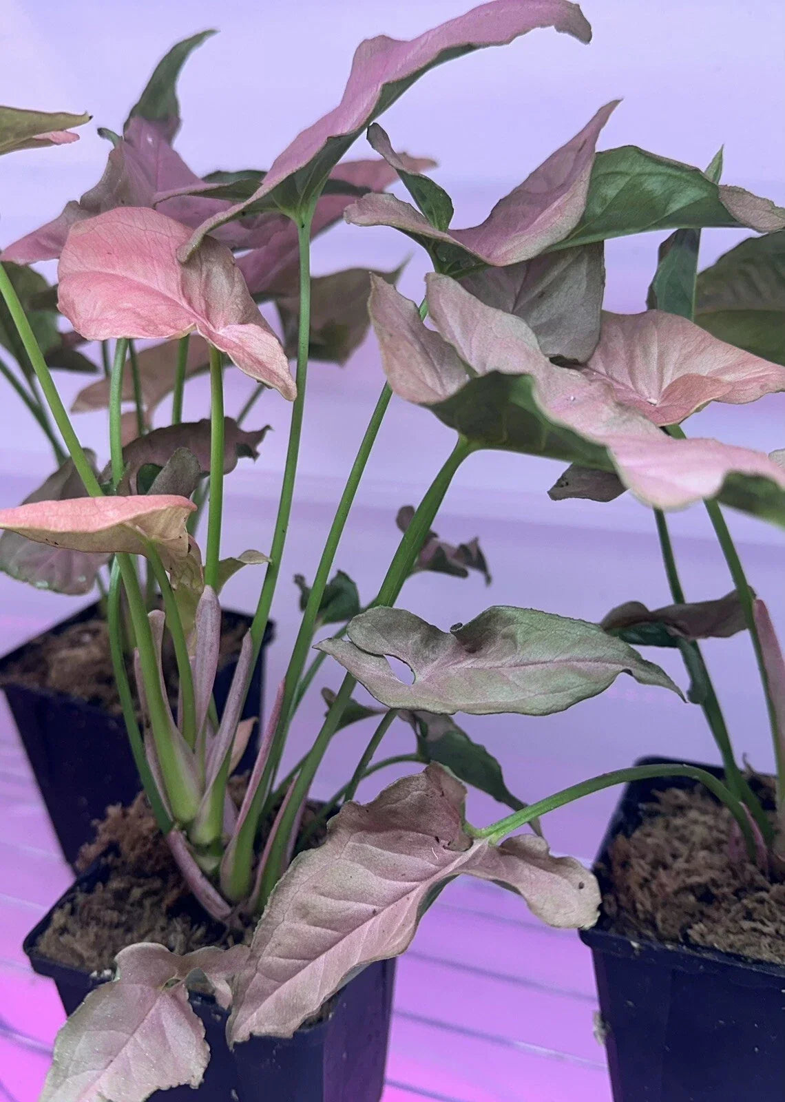 Syngonium houseplant in 4-inch pot with pink and green arrowhead leaves