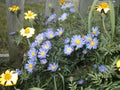 Aster Seeds - 215 Count New England Aster Mix - Wildflower Seed for Garden Planting - Symphyotrichum novae-angliae