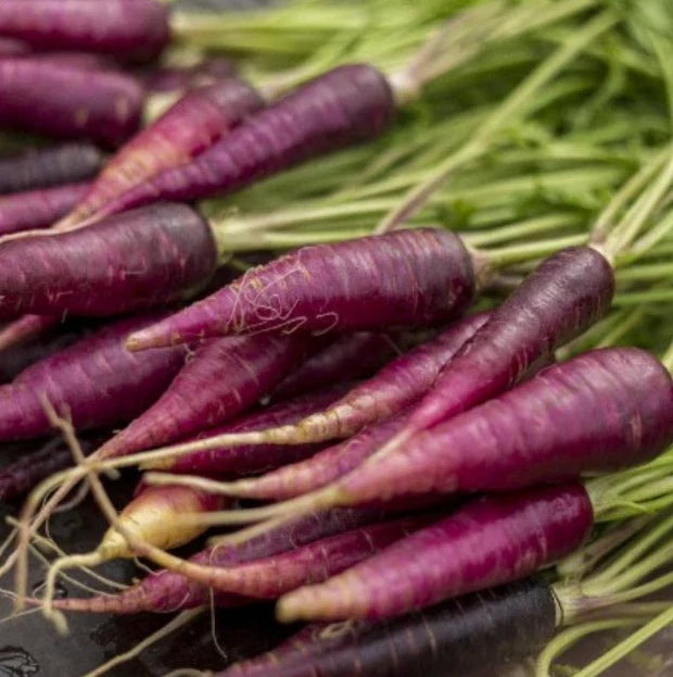 Purple heirloom carrot roots with small tapered ends
