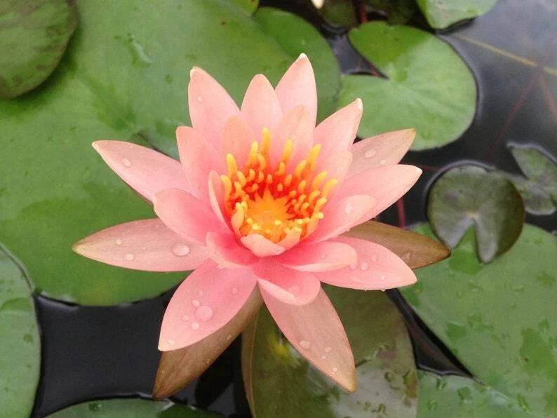 Soft pink lotus flower with yellow-orange center on green lily pads