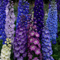 Delphinium flower seeds dark mix with tall purple, blue, and pink blooms