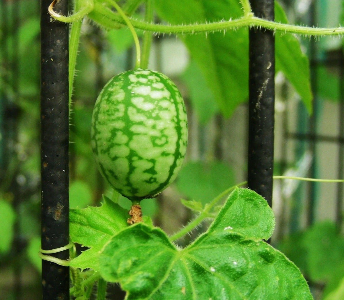 Sour gherkin cucumber fruit on the vine, green with light stripes