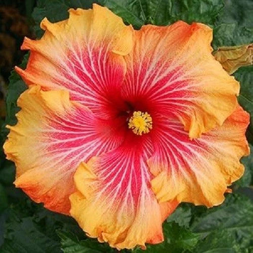 Hibiscus flower with yellow-orange ruffled petals and bright red striped center
