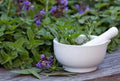Medicinal herb seed set; white mortar with green seedlings and purple flowers